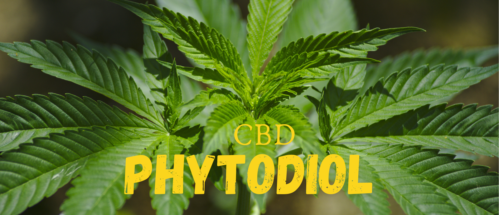 Phytodiol