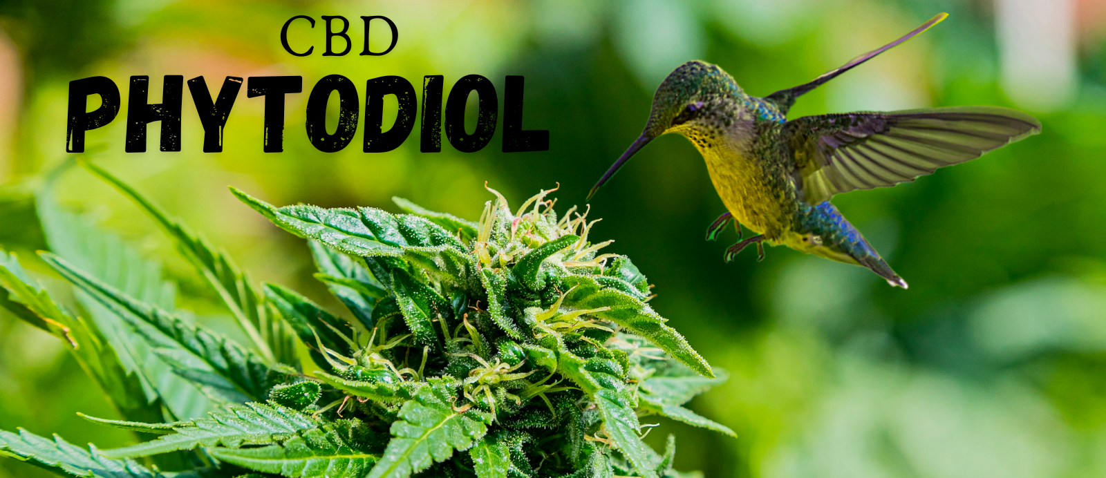 Phytodiol